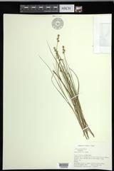 Carex echinata echinata