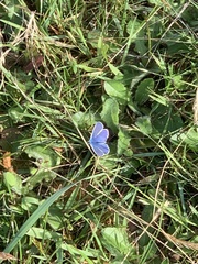 Polyommatus icarus