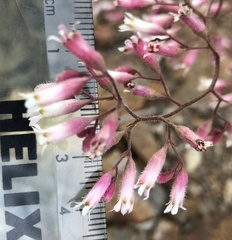 Heuchera hirsutissima