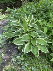 Hosta