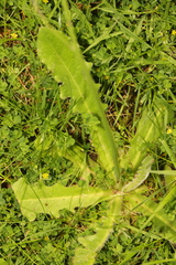 Hypochaeris radicata