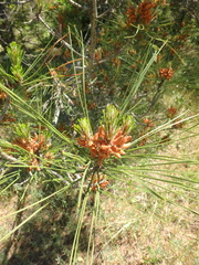 Pinus brutia pityusa