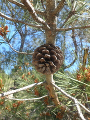 Pinus brutia pityusa