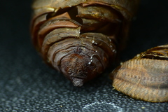 Antheraea polyphemus