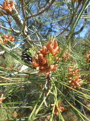 Pinus brutia pityusa