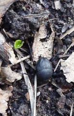 Sisyphus schaefferi schaefferi