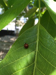 Harmonia axyridis
