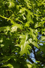 Quercus palustris