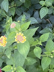 Lantana camara