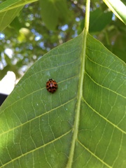 Harmonia axyridis