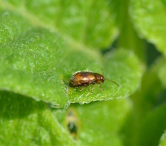 Epitrix hirtipennis