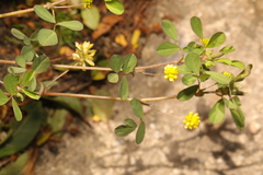 Trifolium dubium