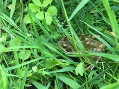 Rana temporaria