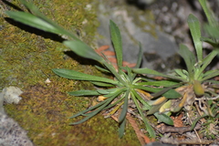 Draba arabisans