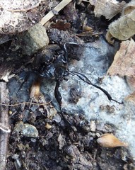 Sisyphus schaefferi schaefferi