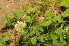 Trifolium repens
