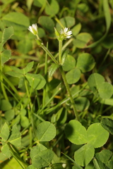 Cerastium fontanum
