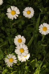 Bellis perennis