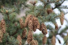 Picea