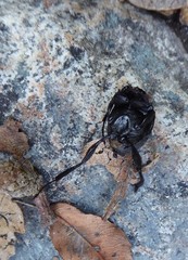 Sisyphus schaefferi schaefferi