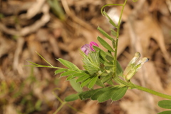 Vicia sativa