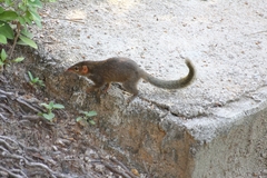 Tupaia glis