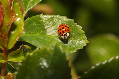 Harmonia axyridis
