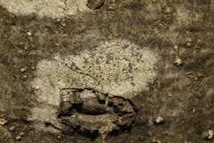 Lecidella elaeochroma