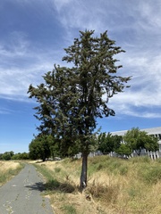 Cupressus forbesii