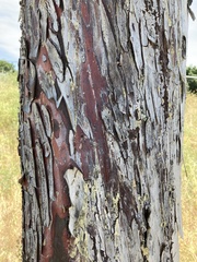 Cupressus forbesii