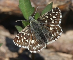 Pyrgus malvoides