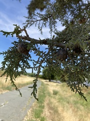 Cupressus forbesii