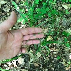 Carex sparganioides