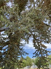 Cupressus forbesii