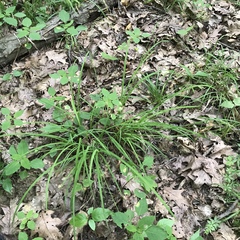 Carex sparganioides