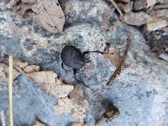 Sisyphus schaefferi schaefferi