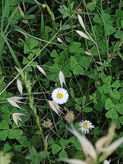 Bellis perennis