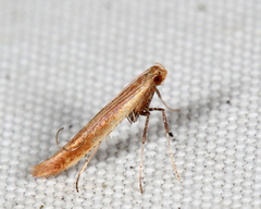 Caloptilia invariabilis