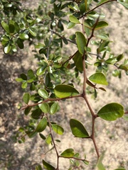Sideroxylon reclinatum