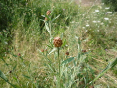 Centaurea jacea jacea