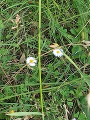 Bellis perennis