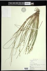 Carex echinata echinata