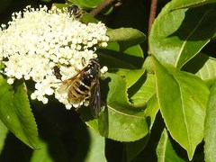 Temnostoma alternans