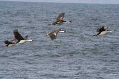 Leucocarbo georgianus