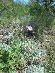 Psephellus declinatus