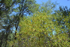 Ceanothus oliganthus