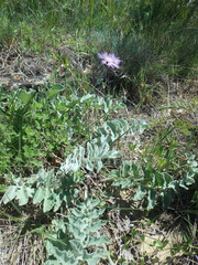 Psephellus declinatus