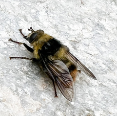 Criorhina caudata