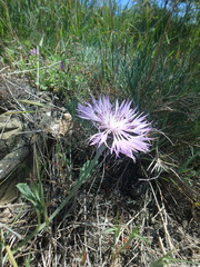 Psephellus declinatus