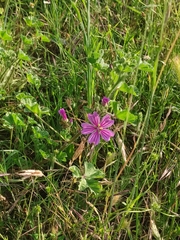 Malva sylvestris